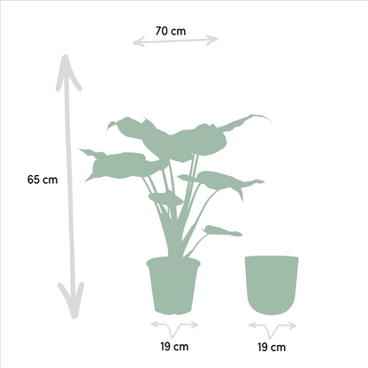 Alocasia Cucullata - Ø19cm - ↕65cm + Topf Mayk Gold 