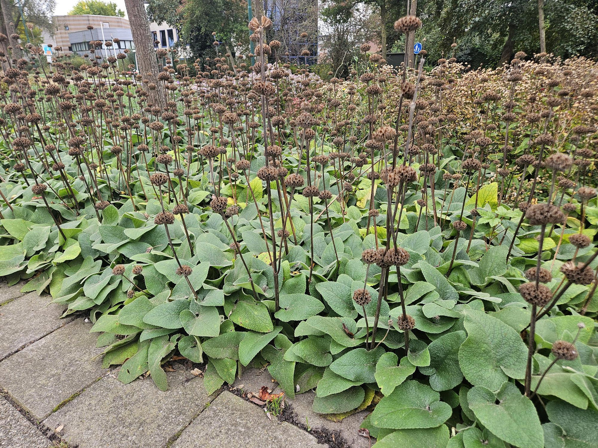 Russel Brandkraut Phlomis russeliana – ↕10-25cm – Ø9cm – Winterhart & Bienenfreundlich – Ansicht 24