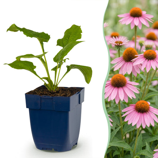 Sonnenhut 'Magnus' (purpurrot) – Echinacea purpurea 'Magnus' – Topf Ø11cm