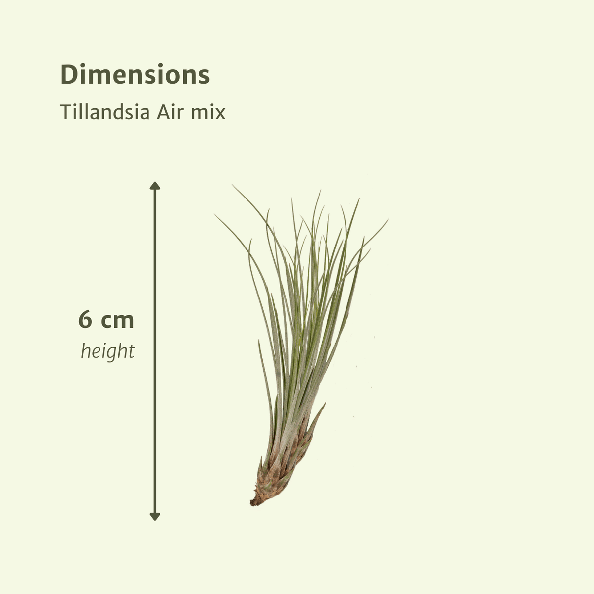 Tillandsia Air Mix – 5 Luftpflanzen – Ø6cm – Pflegeleichte Tillandsien-Mischung – Ohne Erde – Für helle Innenräume & kreative Deko 