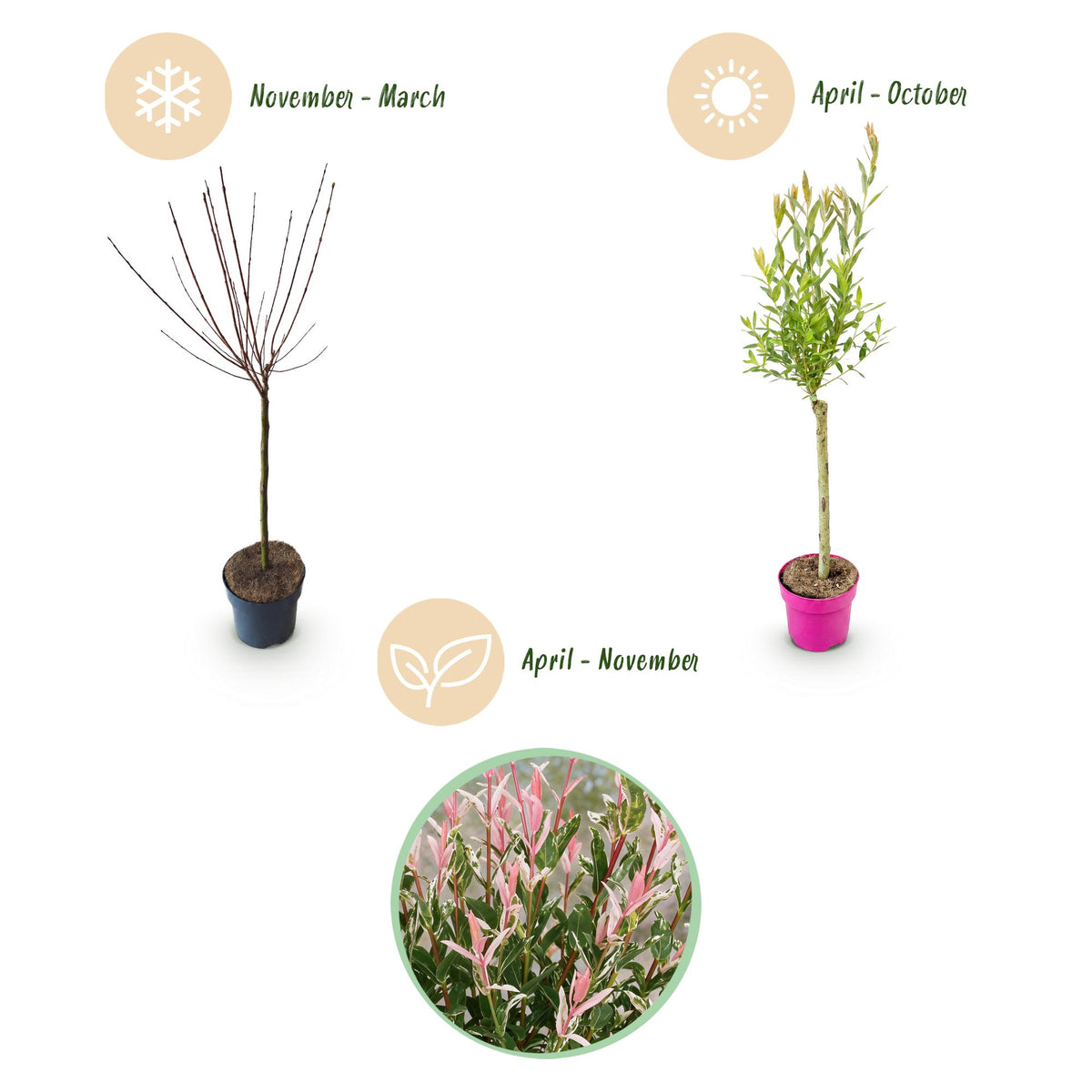 Flamingo-Weide – Salix 'Flamingo' – Topf Ø17cm – Höhe 70-80cm