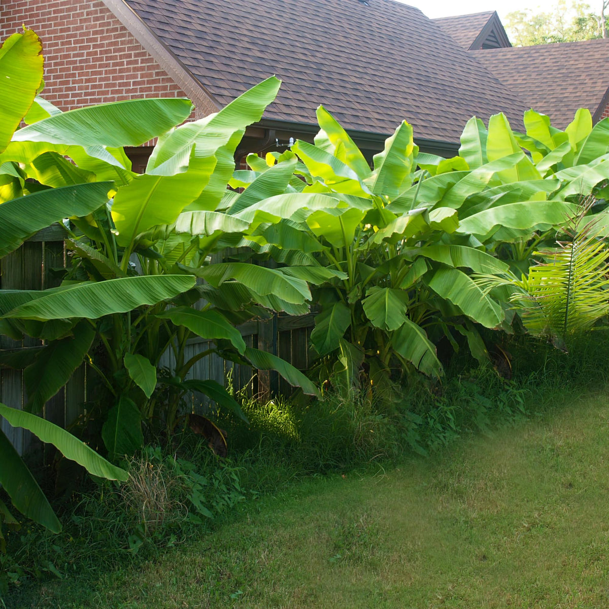 Bananenpflanze Musa Basjoo – 2 Pflanzen – Winterhart – Obstpflanze – Ø17 cm – Höhe ca. 40 cm – Exotische Gartenbanane für Beet, Balkon & Terrasse 