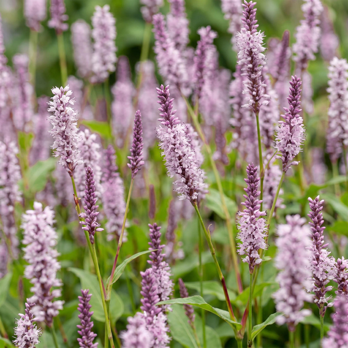 Knöterich 'Rosea' – Persicaria amplexicaulis 'Rosea' – Topf Ø11cm – Ansicht 5