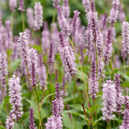 Knöterich 'Rosea' – Persicaria amplexicaulis 'Rosea' – Topf Ø11cm – Ansicht 5