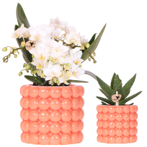 Kolibri Orchids | Pflanzenset Poppy Orange Nazare | Weiße Nazare Orchidee Ø9 cm + Grünpflanze Ø6 cm inkl. Übertöpfen – frisch vom Züchter 