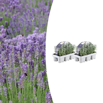 Lavandula angustifolia – Echter Lavendel – Ø7cm – ↕15cm – 12 Pflanzen – Duftende & Mediterrane Pflanzen – Für Garten, Balkon & Terrasse 