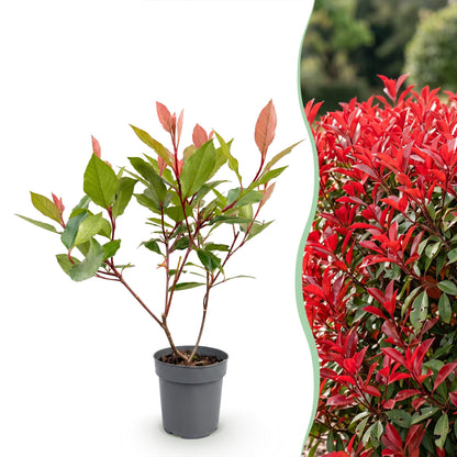 Glanzmispel 'Little Red Robin' – Photinia fraseri 'Little Red Robin' – 16 Heckenpflanzen – Topf Ø9cm – Ansicht 3