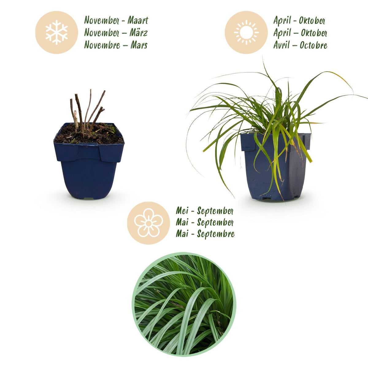 Segge 'Evergreen' – Carex oshimensis 'Evergreen' – 6 Pflanzen – Topf Ø11cm – Staude für Garten & Balkon – Ansicht 4