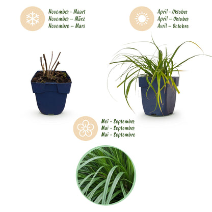 Segge 'Evergreen' – Carex oshimensis 'Evergreen' – 6 Pflanzen – Topf Ø11cm – Staude für Garten & Balkon – Ansicht 4