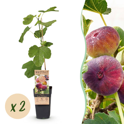 Green boutiQ - Fruit Plant - Ficus carica Rouge de Bordeaux - Fig Tree - Winter Hardy - Purple Fruit - 2 Plants - Pot 15cm - Height 50cm 