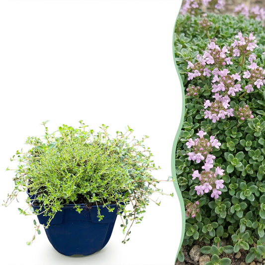 Kriech-Thymian 'Minor' – Thymus praecox 'Minor' – 6 Pflanzen – Topf Ø11cm