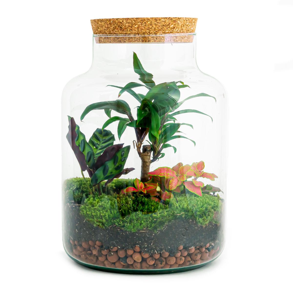 Flaschengarten DIY Bausatz – Terrarium Milky Palme – Ø21cm x 30cm – Selbstbewässerndes Mini-Ökosystem – Inklusive Anleitung – Perfekt für Zuhause & Büro 