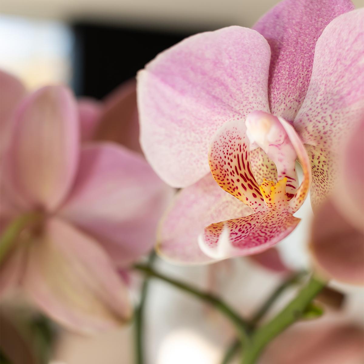 Kolibri Orchids | altrosa Phalaenopsis-Orchidee - Jewel Treviso - Topfgröße Ø9cm | blühende Zimmerpflanze - frisch vom Züchter 