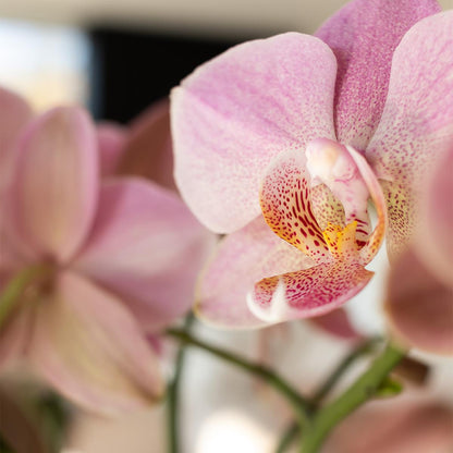 Kolibri Orchids | altrosa Phalaenopsis-Orchidee - Jewel Treviso - Topfgröße Ø9cm | blühende Zimmerpflanze - frisch vom Züchter 