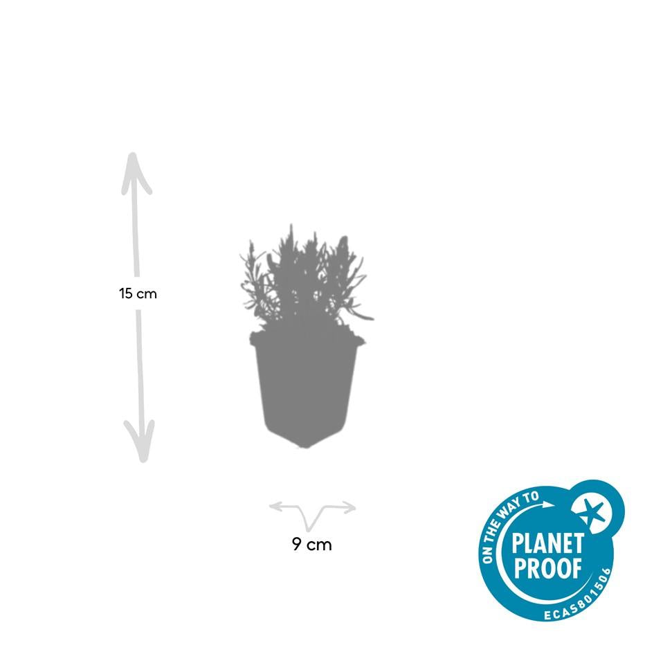 Lavendel Lavandula angustifolia 'Munstead' – ↕10-25cm – Ø9cm – 6 Pflanzen – Kompakter Duft-Lavendel, Tiefviolette Blüten, Bienenfreundlich, Winterhart, Pflegeleicht 