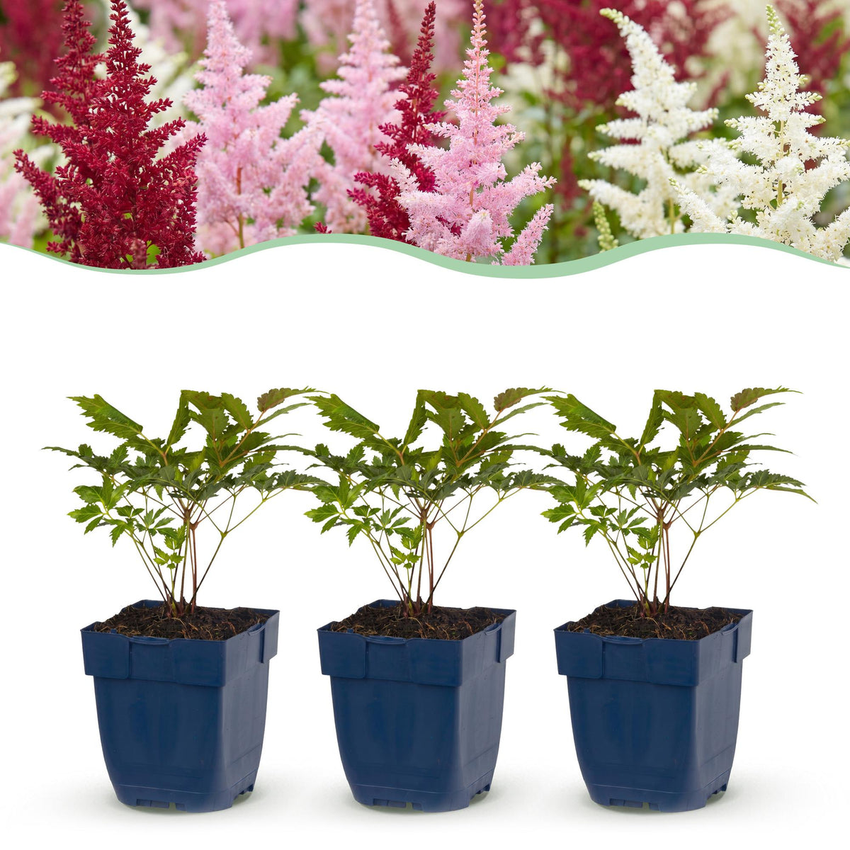 Prachtspiere-Mix (dreifarbig) – Astilbe-Sortenmix – Topf Ø11cm – Bienenfreundliche Staude für Garten & Balkon – Ansicht 2