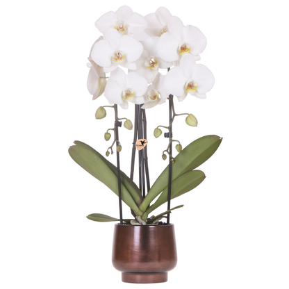 Kolibri Orchids | Scandic Copper Übertopf Ø12cm mit weißer Niagara Falls Orchidee – frisch vom Züchter 