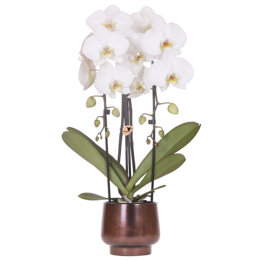 Kolibri Orchids | Scandic Copper Übertopf Ø12cm mit weißer Niagara Falls Orchidee – frisch vom Züchter 