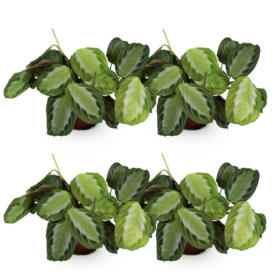 Green boutiQ - Zimmerpflanze - Maranta Fascinator Silverband - Gebetspflanze - Haustierfreundlich - Grün - 4 Pflanzen - Topf 12cm - Höhe 30-35cm 