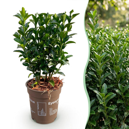 Pfaffenhütchen – Euonymus japonicus 'Green Spire' – 16 Heckenpflanzen – Topf Ø9cm – Höhe 20-25cm – Ansicht 3