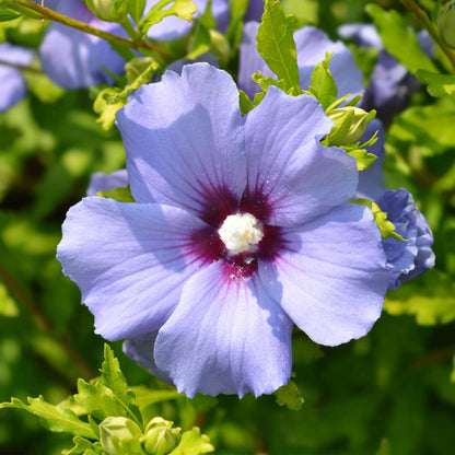 Garteneibisch Hibiscus syriacus Oiseau Blue – Strauch – Blüte Blau – Wenig Pflege – 17cm Höhe 45cm – Für Garten & Terrasse 