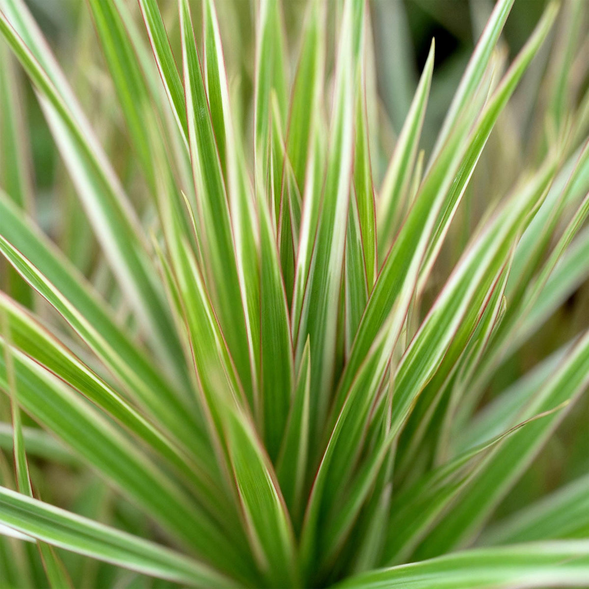 Green boutiQ - Zimmerpflanzen - Dracaena Marginata Bicolor - Drachenbaum - Pflegeleicht - Grün - Braun - 1 Pflanze - mit Potter Grau - Topf 21cm - Höhe 90-100cm 