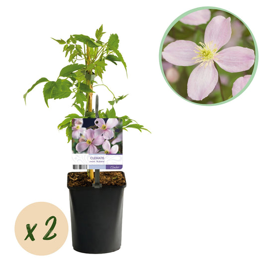 Kletterpflanze Clematis montana Rubens – Hellrosa Blüten – Frühblühend – 2 Pflanzen – 11 cm x H40 cm – Bis 10 m – Pflegeleicht – Ideal für Garten, Balkon & Pergola 