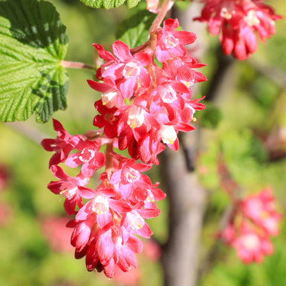 Blutjohannisbeere Ribes sanguineum 'Kind Edward' – Rosa Blüte – Bienenfreundlich – Frühjahrsblüher – Pflegeleicht – Ø17 cm – Höhe ca. 45 cm 