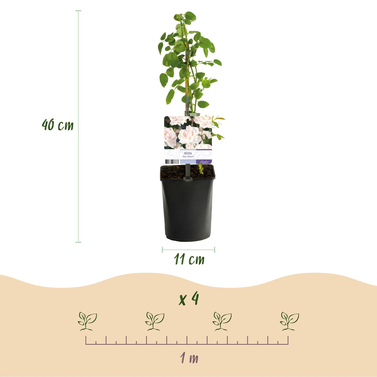 Kletterrose – Rosa Tricolour – Blüte Rosa-Weiß-Rot – 3 Pflanzen – Duftend – Geringer Pflegeaufwand – 11cm – Höhe ca. 40cm 