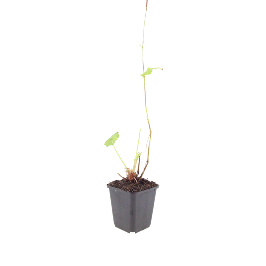Persicaria bistorta Superba Rosa Blütenstaude für feuchte Beete & Teichrand Ø9cm 48 Stück