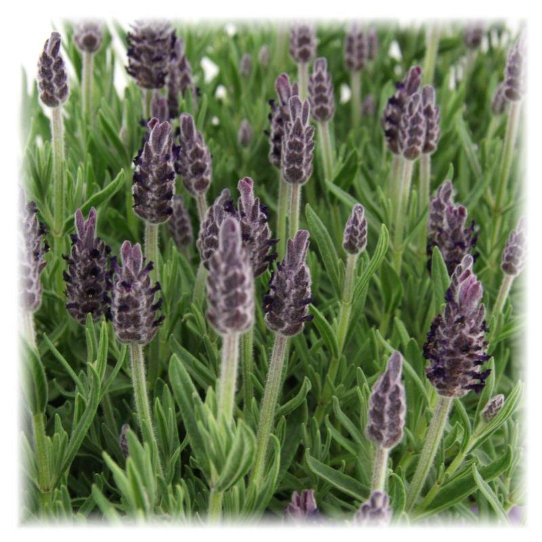 Echter Lavendel Lavandula stoechas Anouk – 6 Pflanzen – Duftender Schopflavendel – Ø12 cm – Winterhart – Für Garten, Terrasse & Balkon 