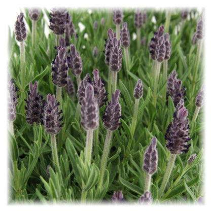 Echter Lavendel Lavandula stoechas Anouk – 6 Pflanzen – Duftender Schopflavendel – Ø12 cm – Winterhart – Für Garten, Terrasse & Balkon 