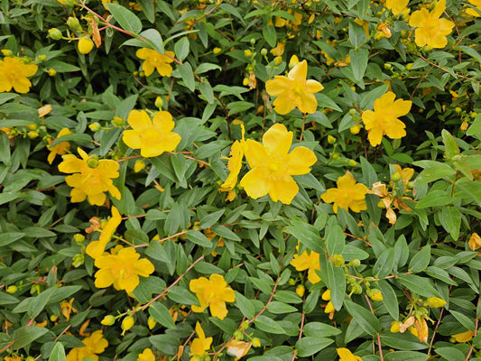 Johanniskraut Hypericum dummeri 'Peter Dummer' – ↕10-25cm – Ø9cm – 6 Pflanzen – Winterharter Bodendecker mit gelben Blüten 