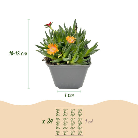 Mittagsblume-Mix – Delosperma (Sortenmix) – 6 Pflanzen – Topf Ø7cm – Höhe 10-12cm – Ansicht 2