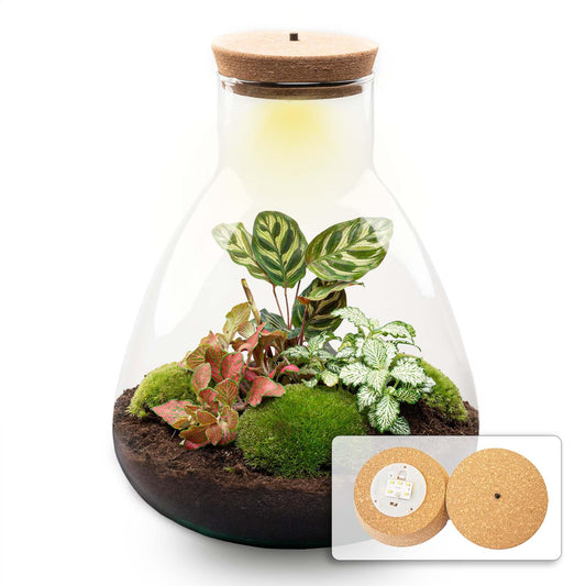 Flaschengarten Sam Calathea mit LED – DIY Bausatz Terrarium – ↕30cm – Do-It-Yourself Pflanzen-Set – Autarkes Mini-Ökosystem – Inkl. Calathea, Fittonia & Moos – Für Zuhause & Büro 