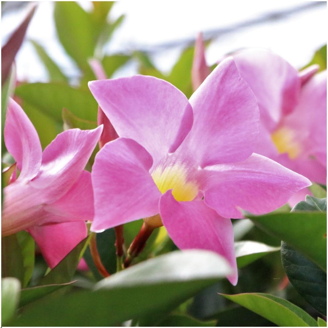 Dipladenia Pink – Mandevilla Pink – Kletterpflanze – Ø12cm – ↕25cm – 6 Pflanzen – blühfreudig & pflegeleicht – ideal für Balkon, Terrasse & Garten 