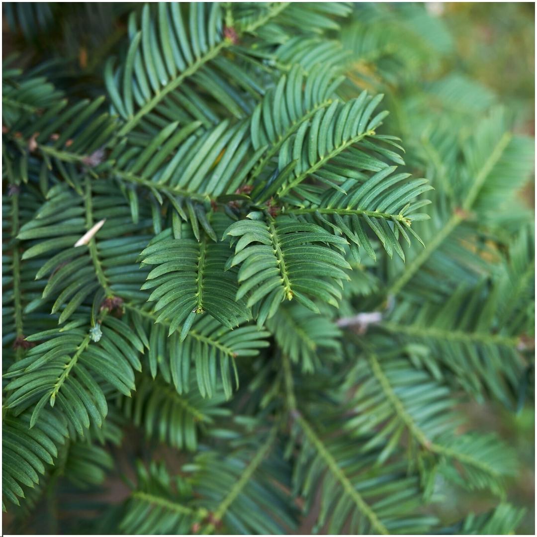 Plants By Frank - 1 Meter Eibenhecke - Taxus baccata - Pflanzenset mit 6 winterharten Heckenpflanzen - Immergrüne Hecke - Direkt von der Gärtnerei geliefert 
