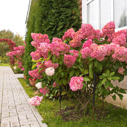 Rispenhortensie – Hydrangea panniculata Vanille Fraise – Blüte Weiß-Rosa – Laubabwerfend – Große Blüten – 17cm – Höhe ca. 50cm 