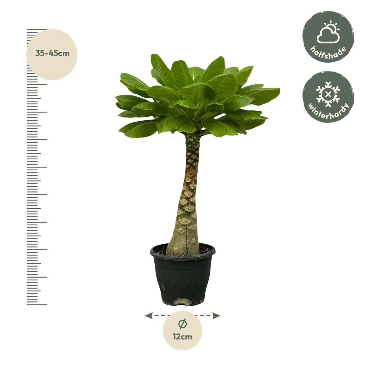 Vulkanpalme Brighamia insignis – Zimmerpflanze 25cm hoch – Ø12cm – Tropische Rarität mit glänzenden Blättern – Pflegeleicht & dekorativ – Auch bekannt als Hawaiianische Palme 
