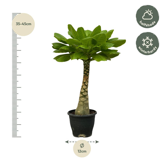 Vulkanpalme Brighamia insignis – Zimmerpflanze 25cm hoch – Ø12cm – Tropische Rarität mit glänzenden Blättern – Pflegeleicht & dekorativ – Auch bekannt als Hawaiianische Palme 