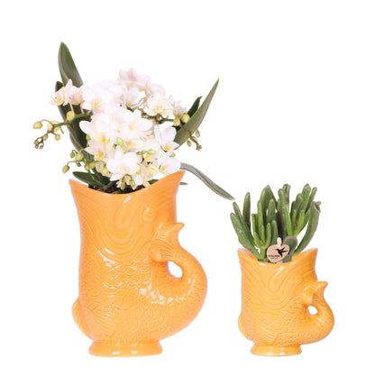 Weiße Nazaré-Orchidee und Sukkulente in dekorativem orangenem Fisch-Topf - Topfgröße Ø9cm & Ø6cm - Zimmerpflanze 