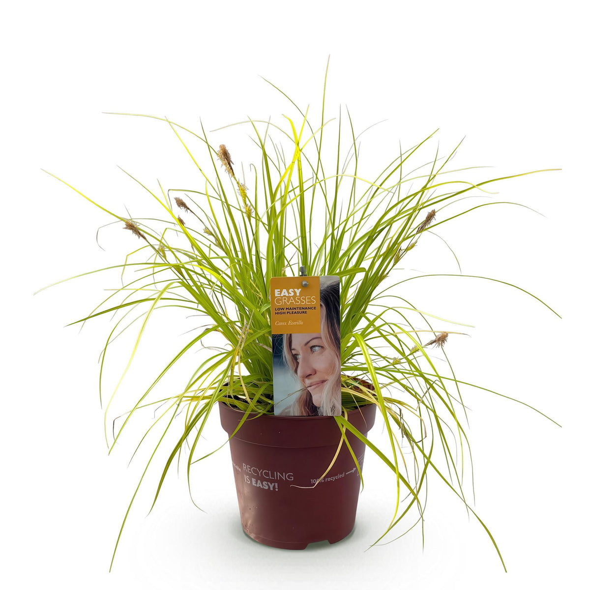 GreenboutiQ - Ziergräser - Carex oshimensis Everillo - Gelb - 1 Pflanze - Immergrün - Winterhart - Topf 17cm Höhe 50cm 