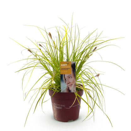 GreenboutiQ - Ziergräser - Carex oshimensis Everillo - Gelb - 1 Pflanze - Immergrün - Winterhart - Topf 17cm Höhe 50cm 
