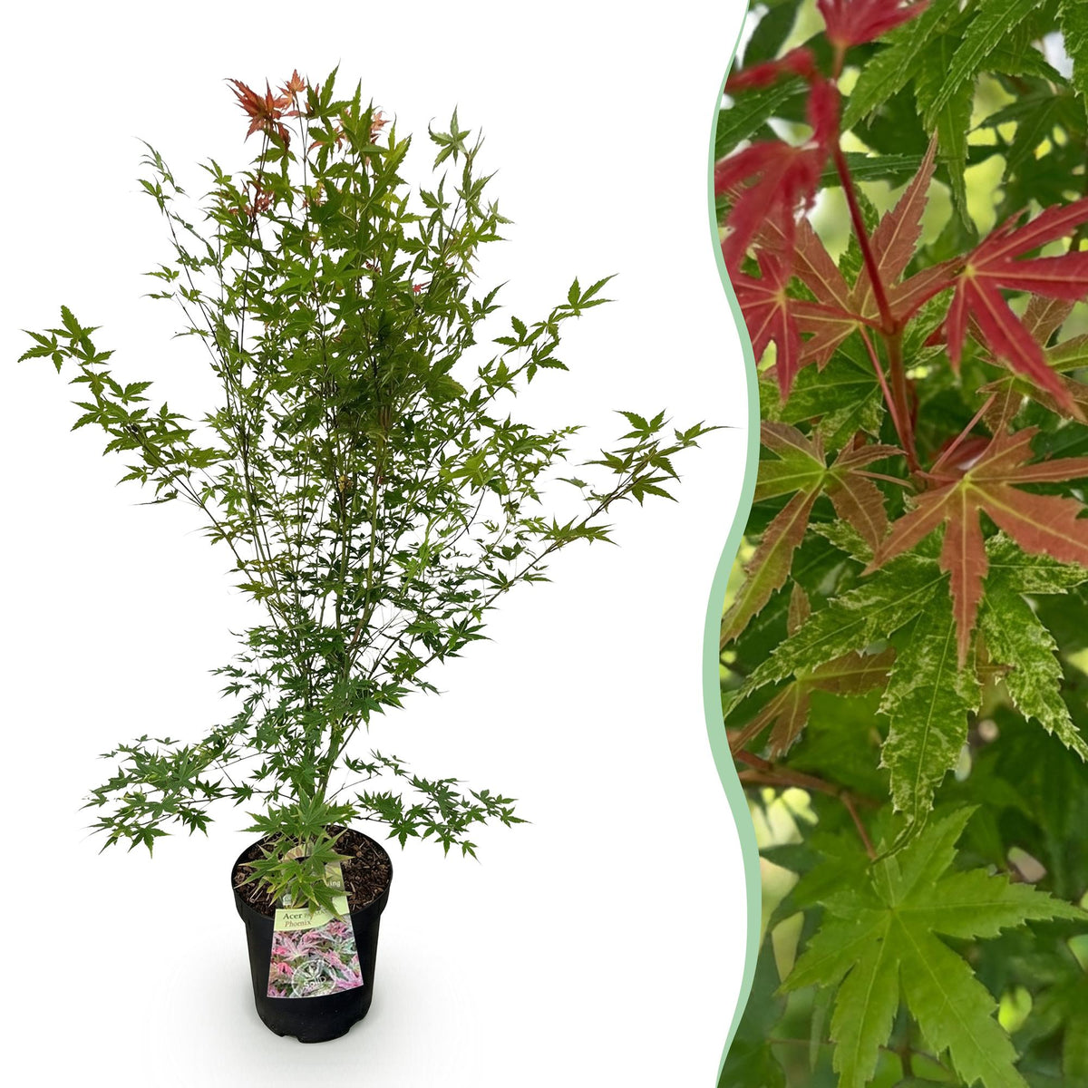 Green boutiQ - Gartenpflanze - Acer palmatum Phoenix - Japanischer Ahorn - Laubabwerfend - Grün - Rot - 1 - Topf 26cm - Höhe 90cm 