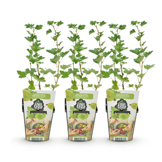 Grüne Stachelbeere Ribes uva-crispa Hinnonmaki Grün winterhart 3 Pflanzen Höhe 30cm Ø9cm – für Garten Beet Balkon & Terrasse 