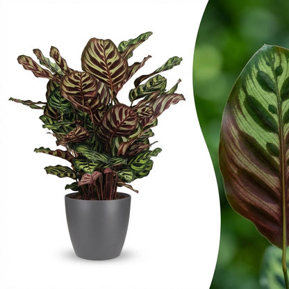 Calathea Makoyana Pfauen Korbmarante 70cm – Zimmerpflanze im Potter Grau Übertopf Ø19cm – dekorative Blattzeichnung mit violetter Unterseite – pflegeleicht, luftreinigend für Wohnung & Büro 