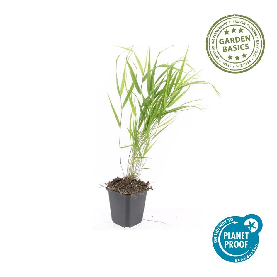 Japan-Zwergschilf Hakonechloa macra – 48 Pflanzen – ↕10-25 cm – Ø9 cm – Japanisches Waldgras – Bodendecker & Ziergras – Pflegeleicht & winterhart 
