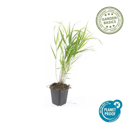 Japan-Zwergschilf Hakonechloa macra – 48 Pflanzen – ↕10-25 cm – Ø9 cm – Japanisches Waldgras – Bodendecker & Ziergras – Pflegeleicht & winterhart 