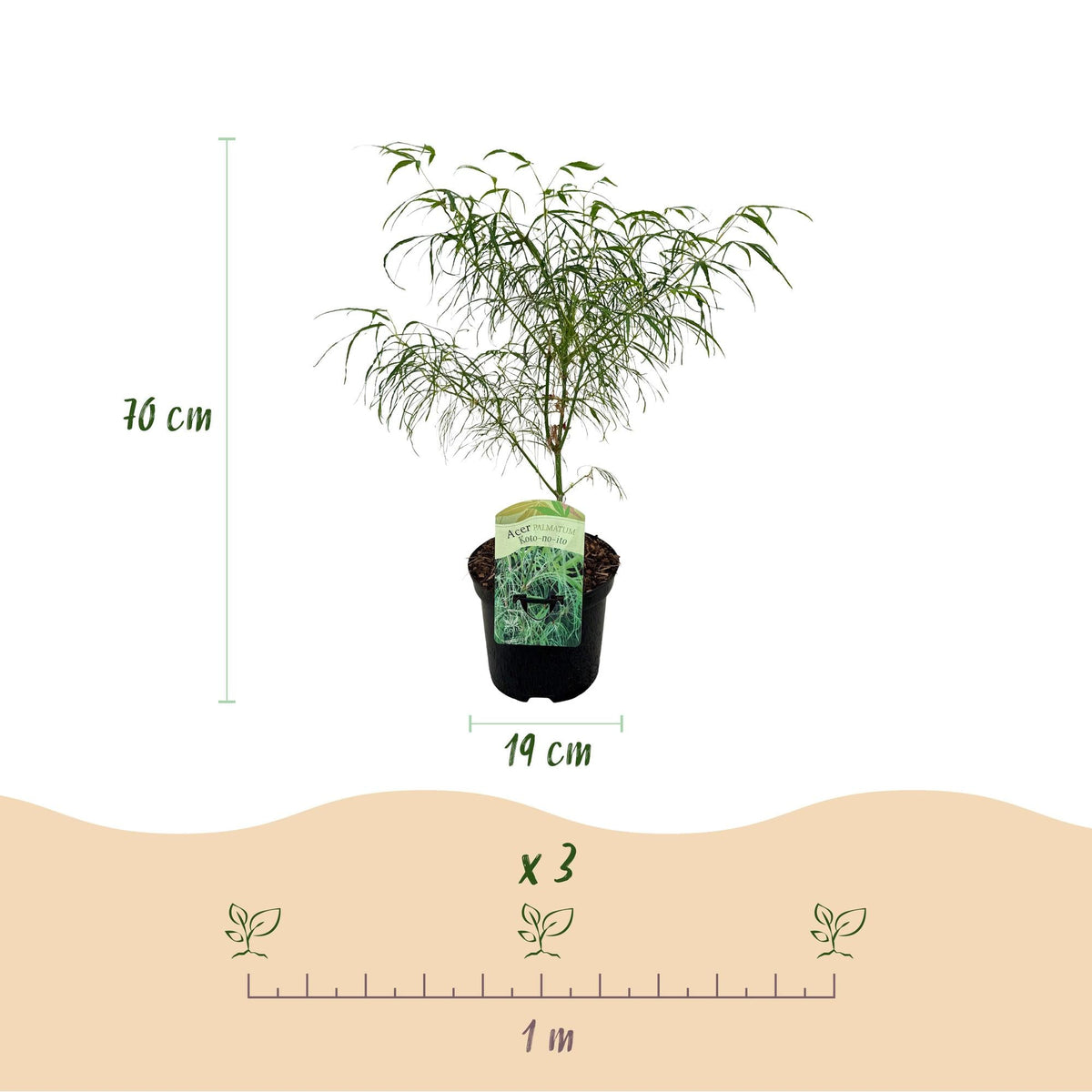 Japanischer Ahorn – Acer palmatum Koto-no-ito – Zierahorn im Topf 19cm – ca. 70cm hoch – Feingliedrig & mehrfarbig – Balkon- & Terrassenpflanze 