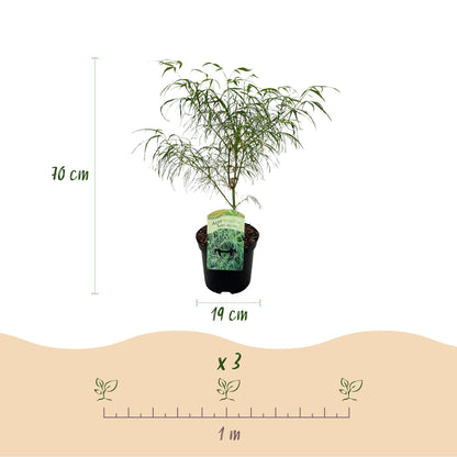 Japanischer Ahorn – Acer palmatum Koto-no-ito – Zierahorn im Topf 19cm – ca. 70cm hoch – Feingliedrig & mehrfarbig – Balkon- & Terrassenpflanze 